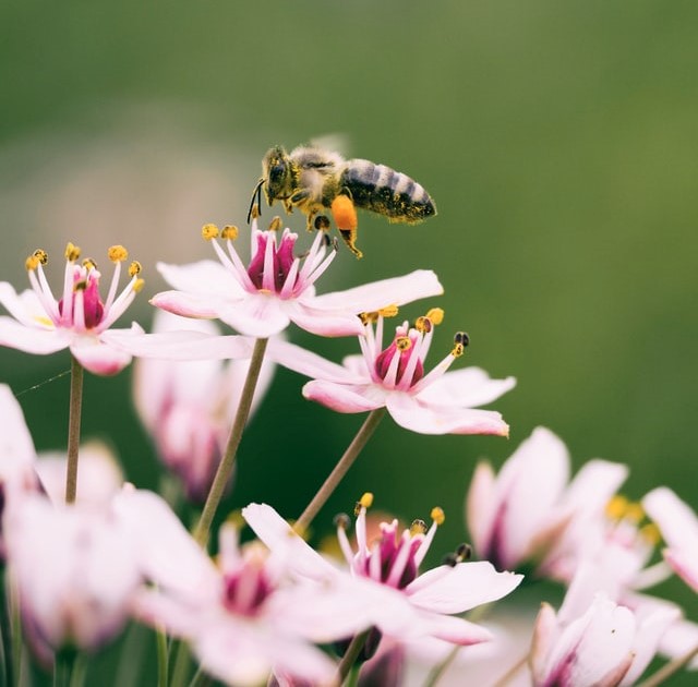 bee collecting pollen from pink flowers