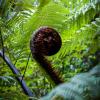 Mamaku koru- Black tree fern_frond