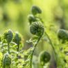 fern unfolding