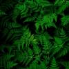 ferns overlapping