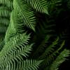 ferns 