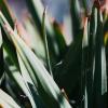 flax bush