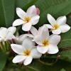 frangipani