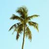 palm tree against blue sky