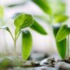 seedlings sprouting