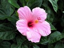 pink hibiscus flower